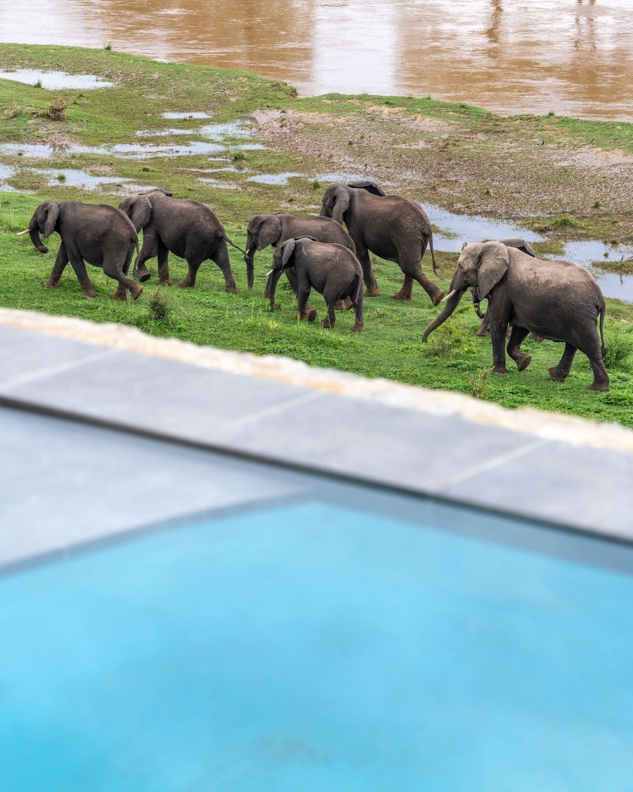 Herd of elephants walking along the riverbank below the lodge’s infinity pool.
